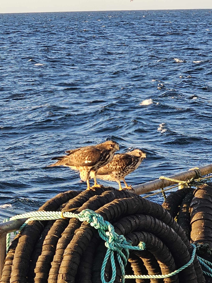 Broad-winged Hawk - ML624167345