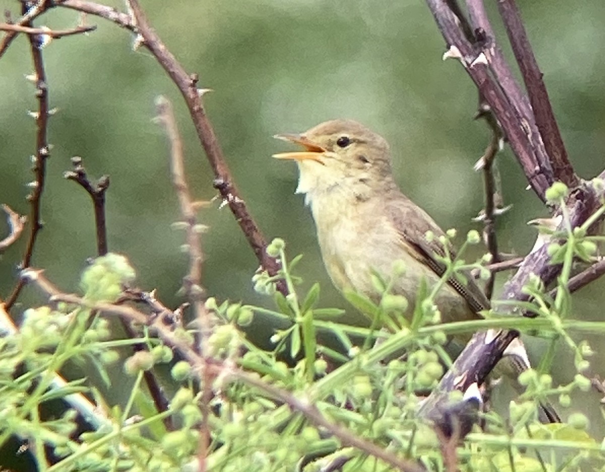 Melodious Warbler - ML624167353