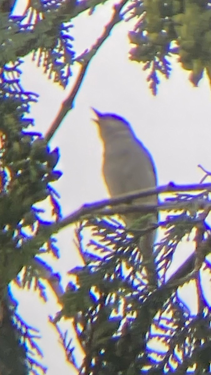 Eurasian Blackcap - ML624167355