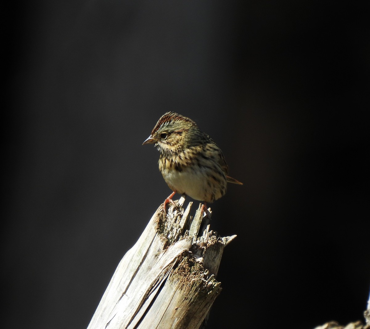 Lincoln's Sparrow - ML624167356