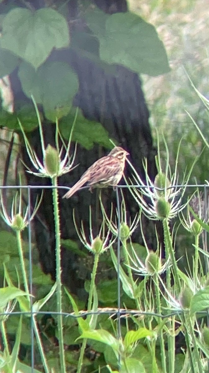 Cirl Bunting - ML624167358