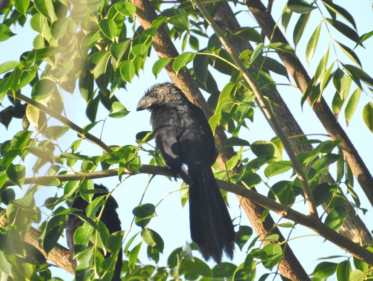 Smooth-billed Ani - ML624167361