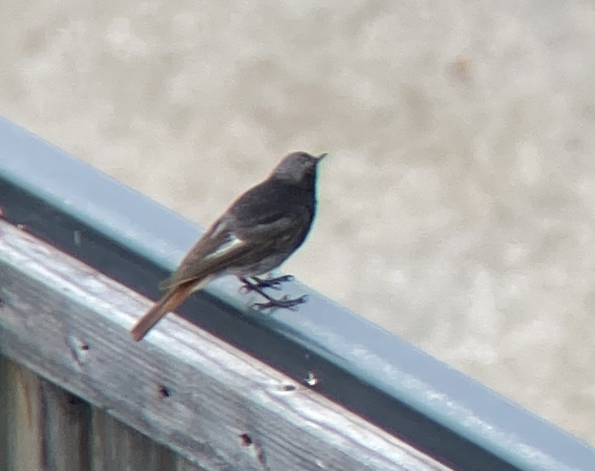 Black Redstart - ML624167391