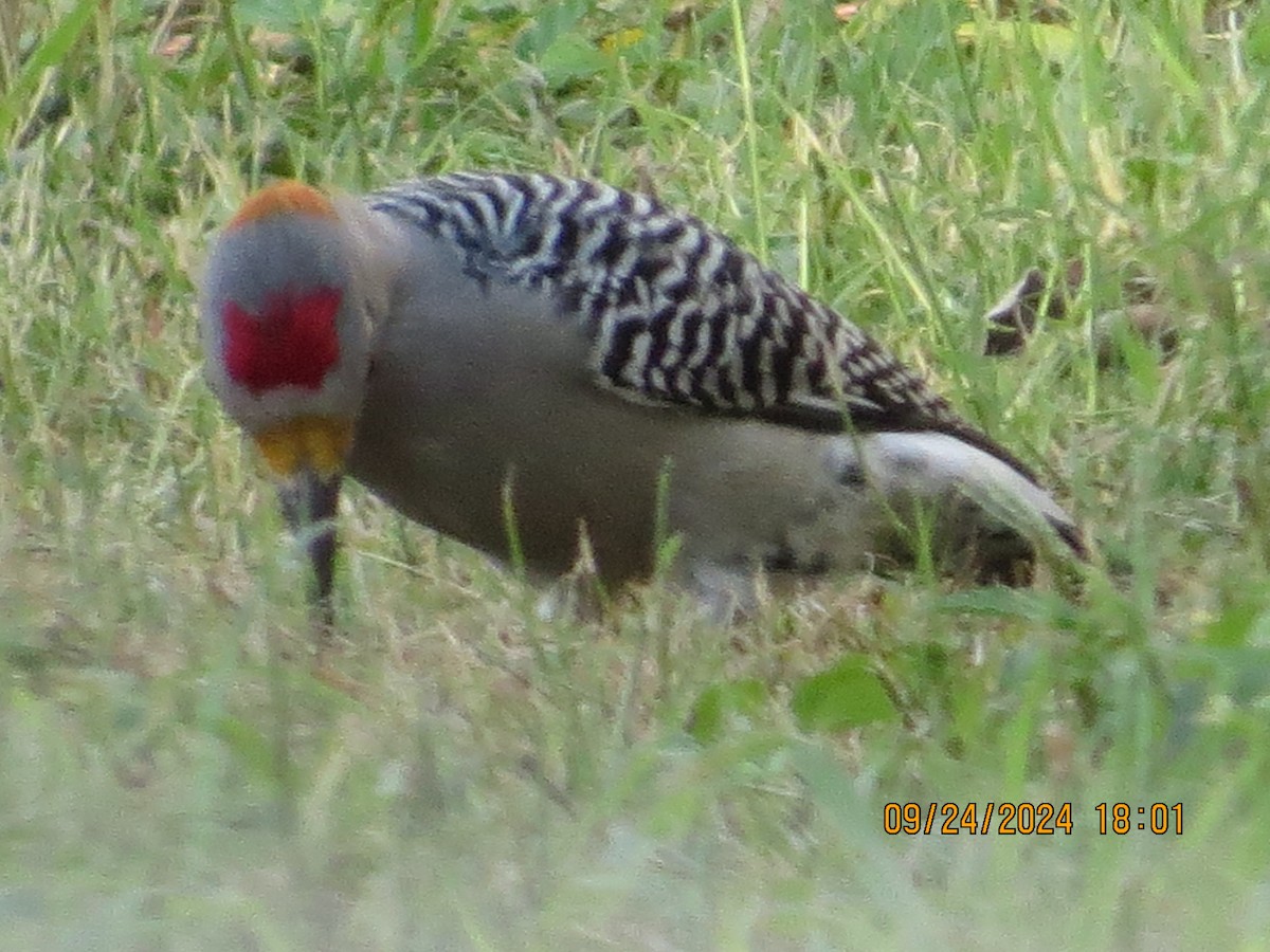 Golden-fronted Woodpecker - ML624167406