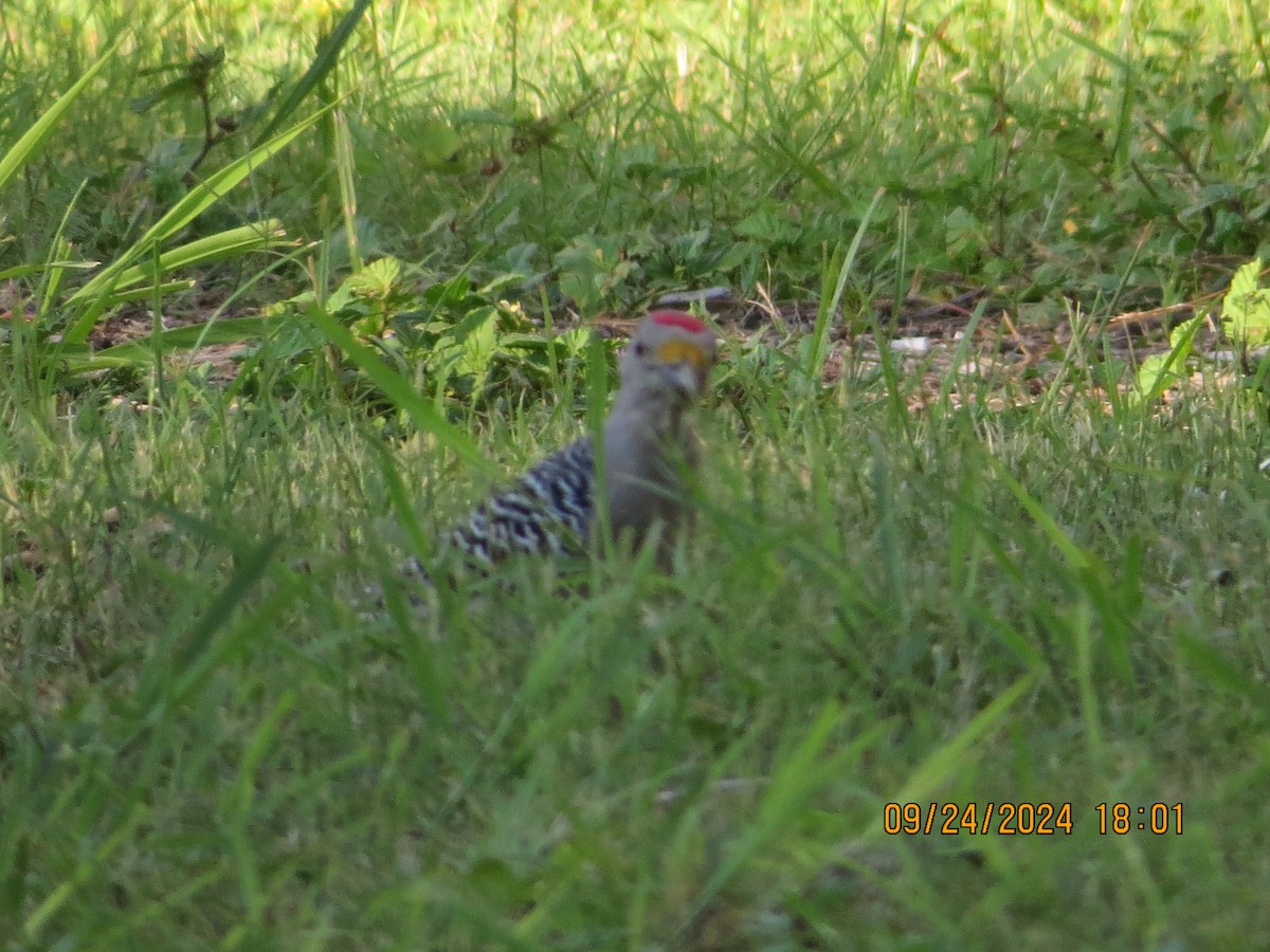 Golden-fronted Woodpecker - ML624167407