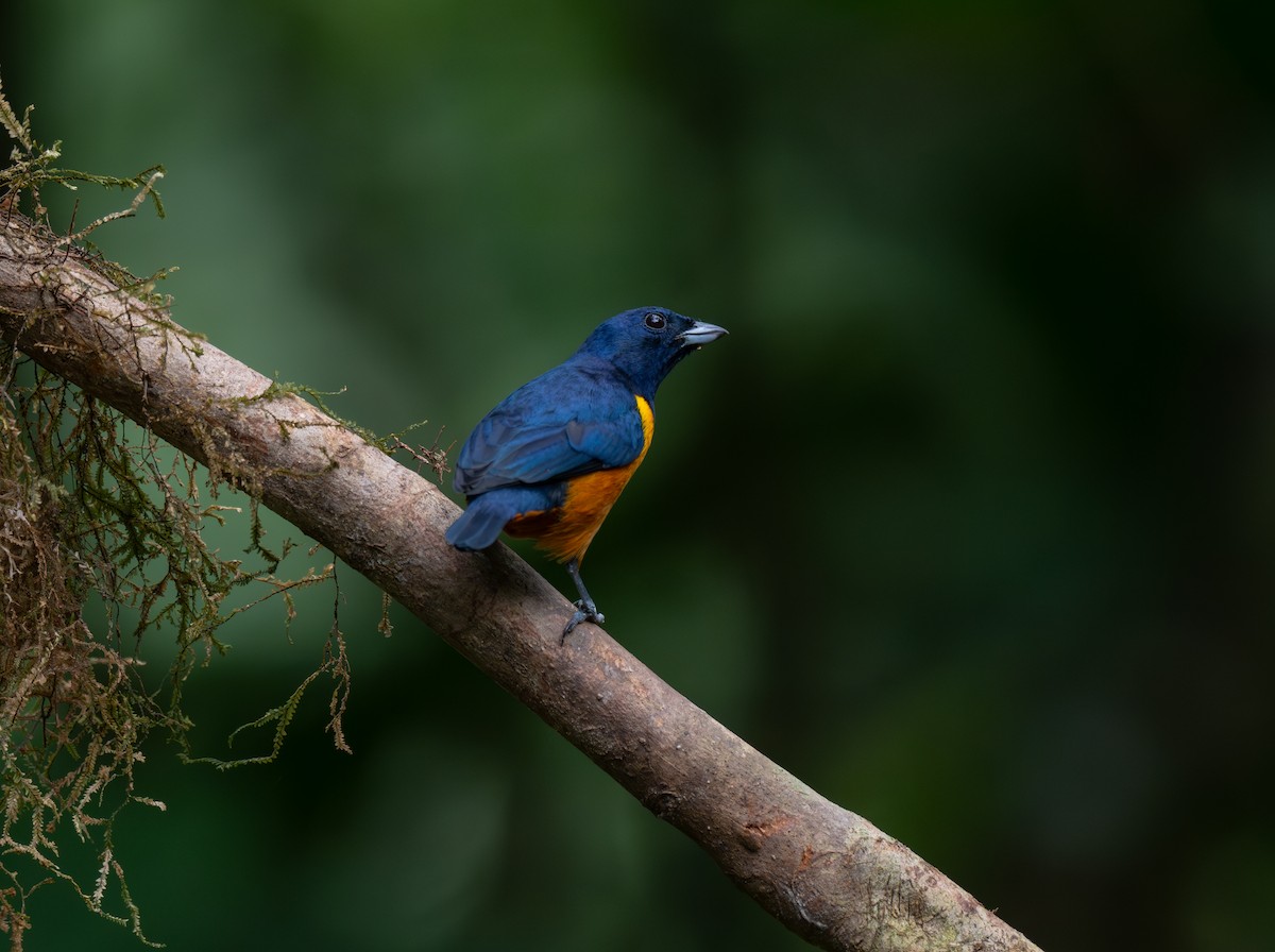 Rufous-bellied Euphonia - ML624167411