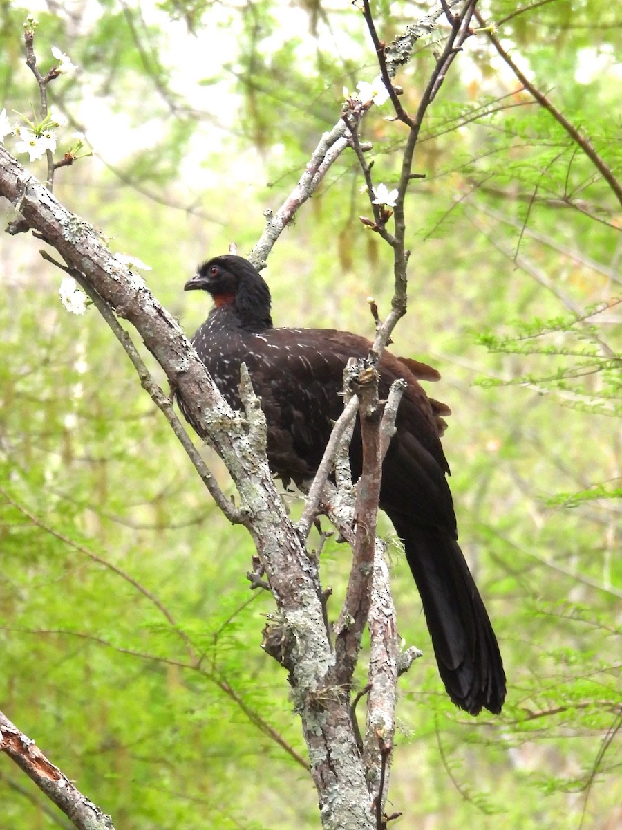 Dusky-legged Guan - ML624167417