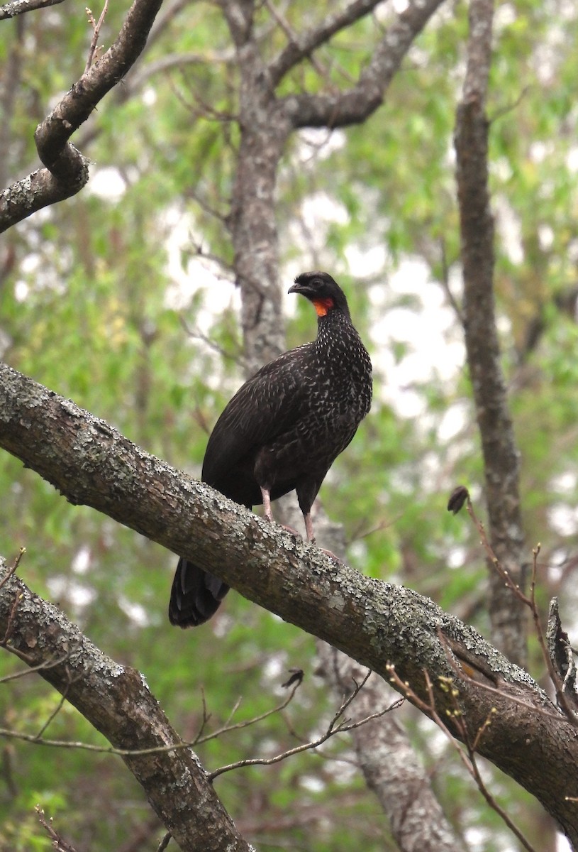 Dusky-legged Guan - ML624167418