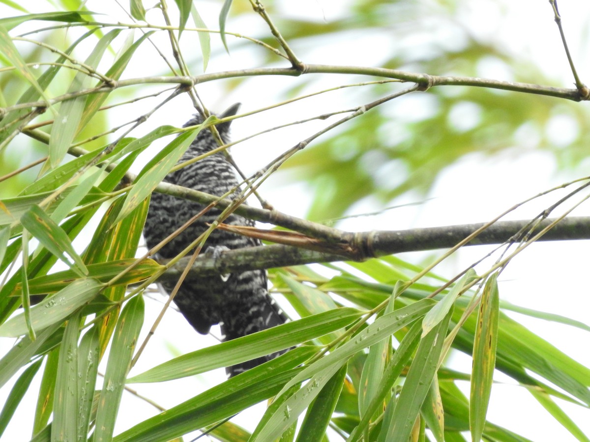 Bar-crested Antshrike - ML624167420