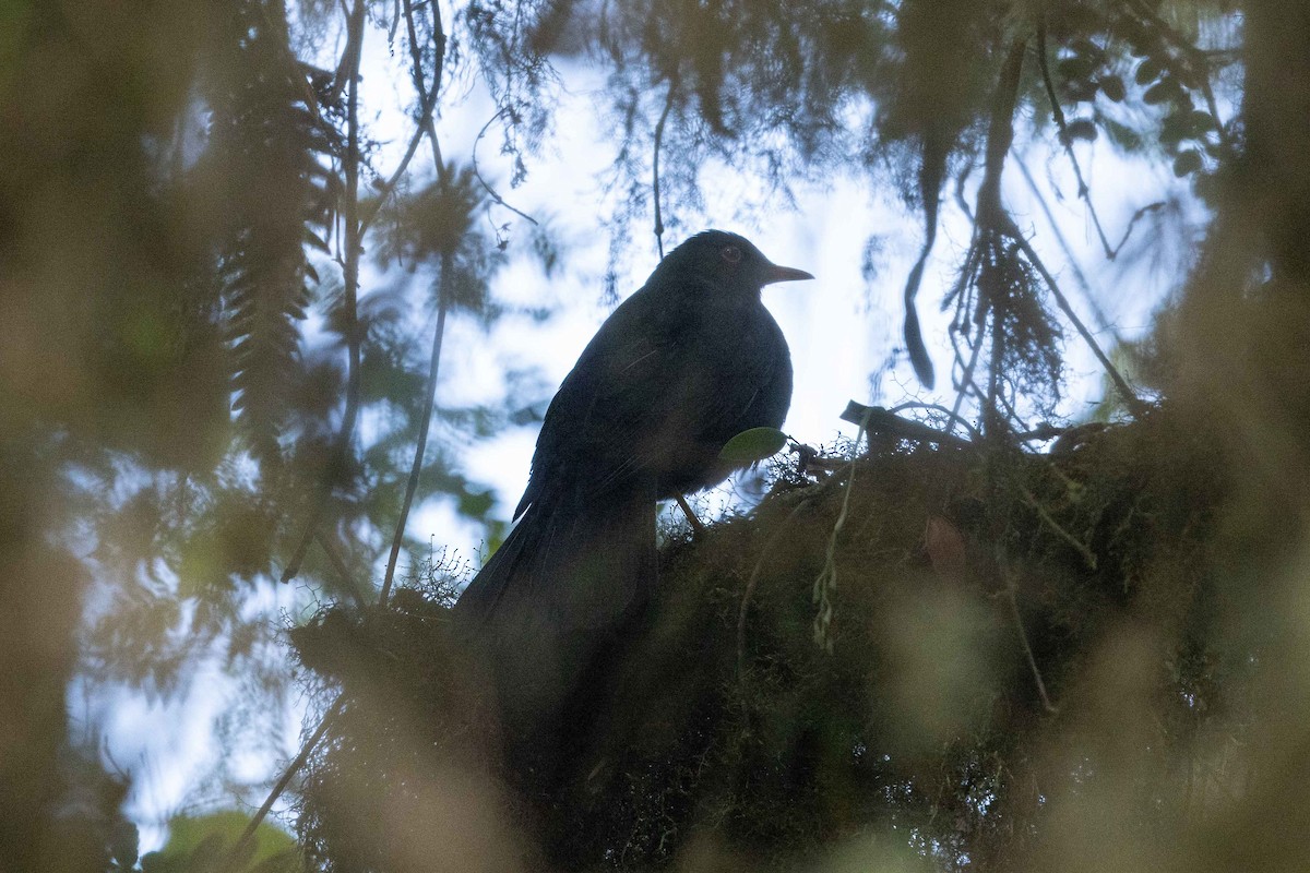 Glossy-black Thrush - ML624167436