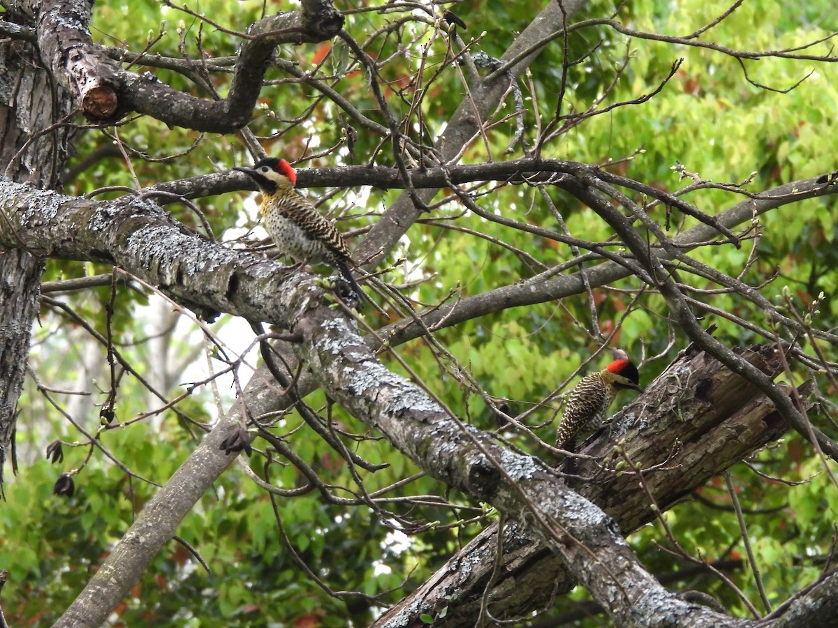 Green-barred Woodpecker - ML624167443