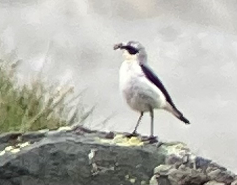 Northern Wheatear - ML624167519