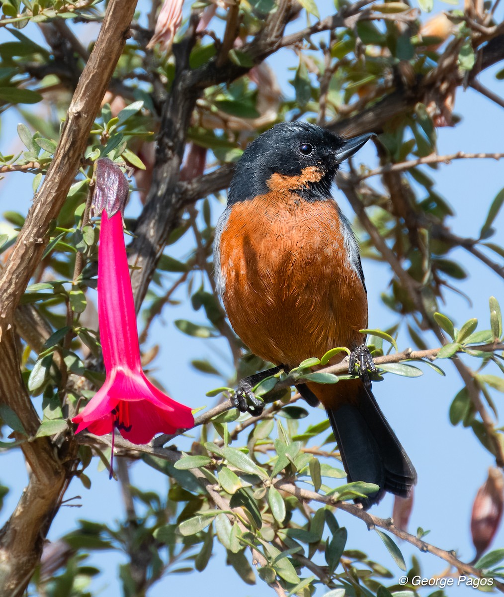 Black-throated Flowerpiercer - George Pagos