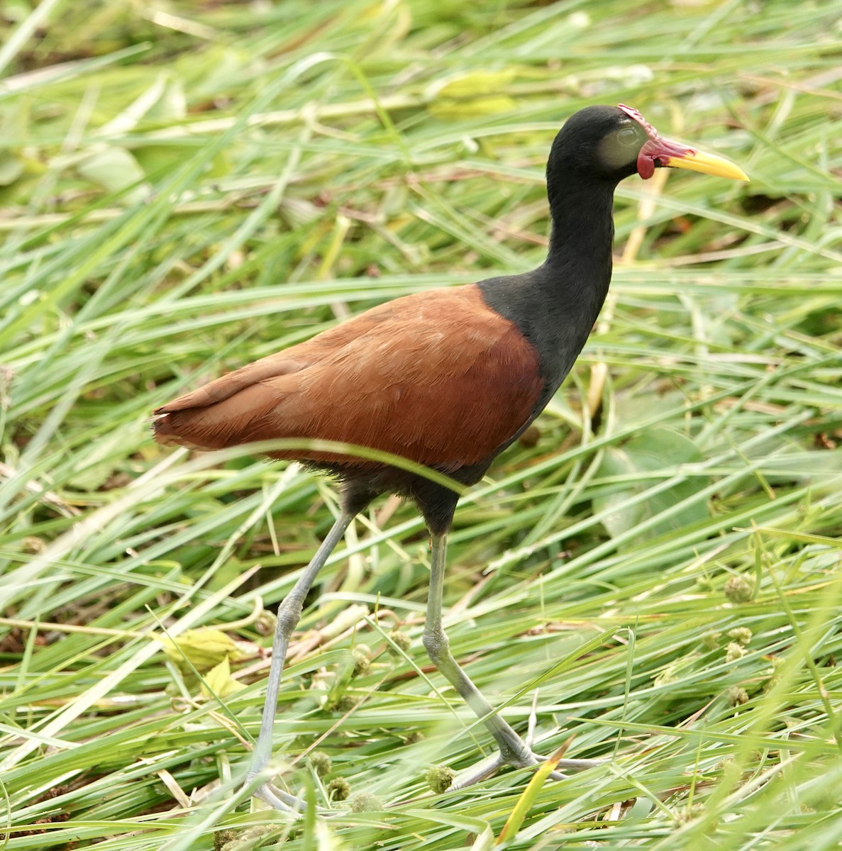 Wattled Jacana - ML624167535