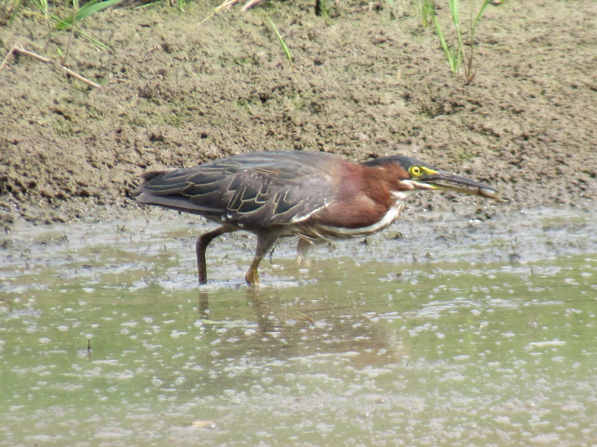 Green Heron - ML624167552