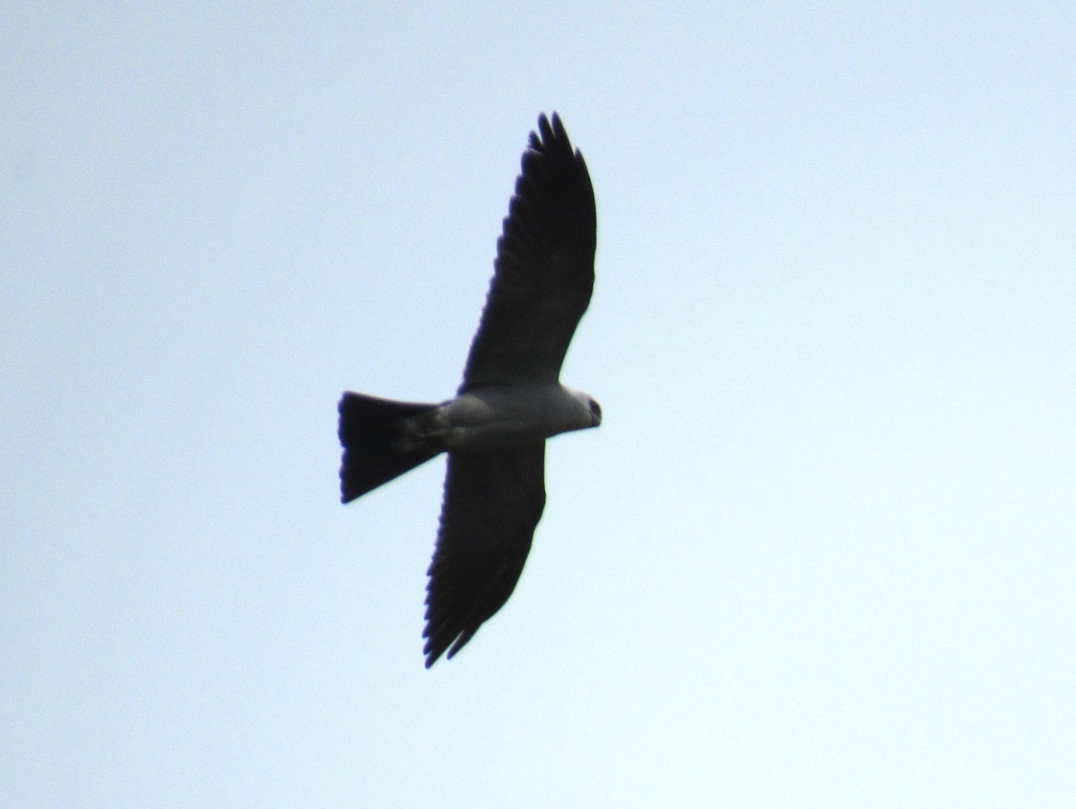 Mississippi Kite - ML624167555