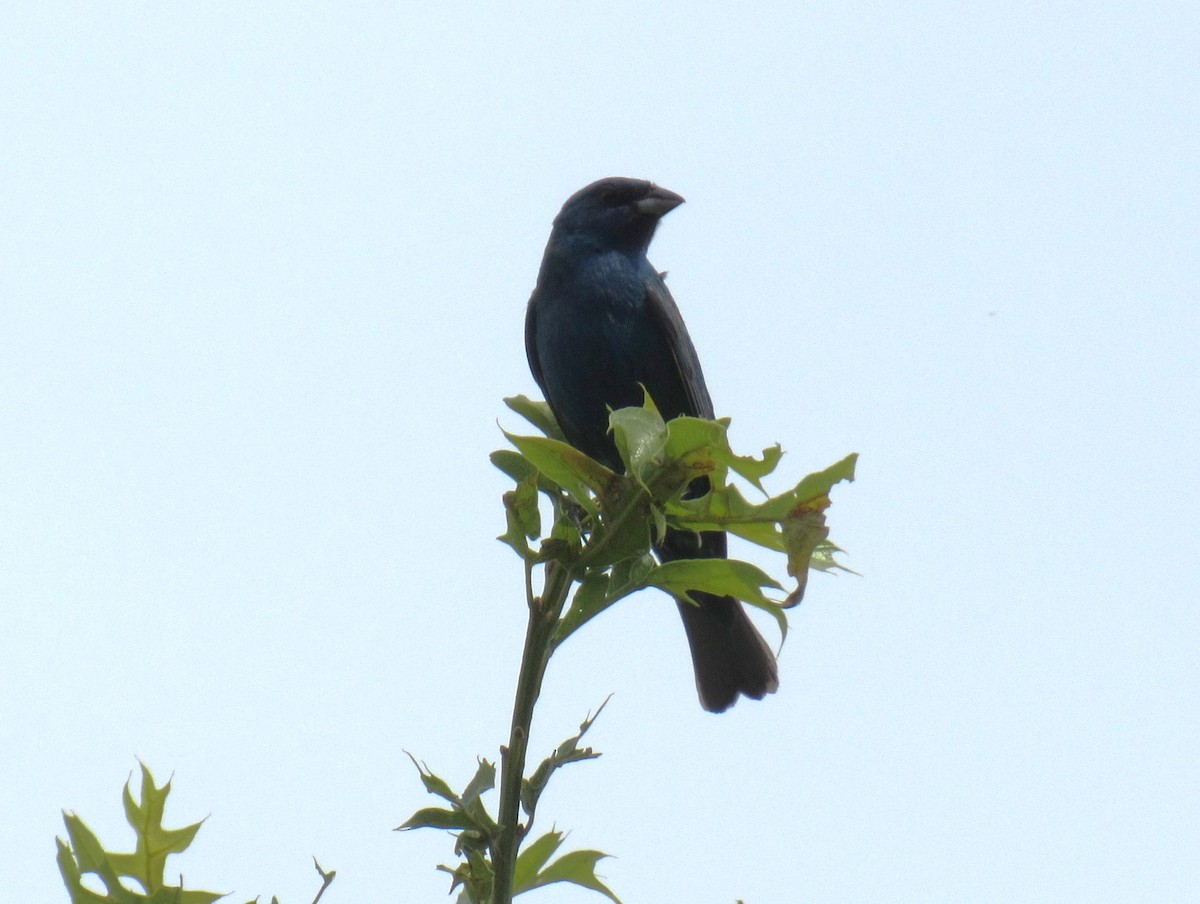 Indigo Bunting - ML624167557