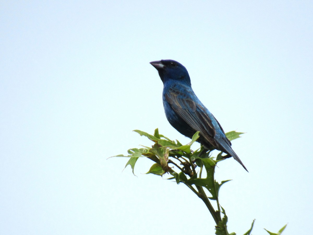 Indigo Bunting - Andre Cutolo