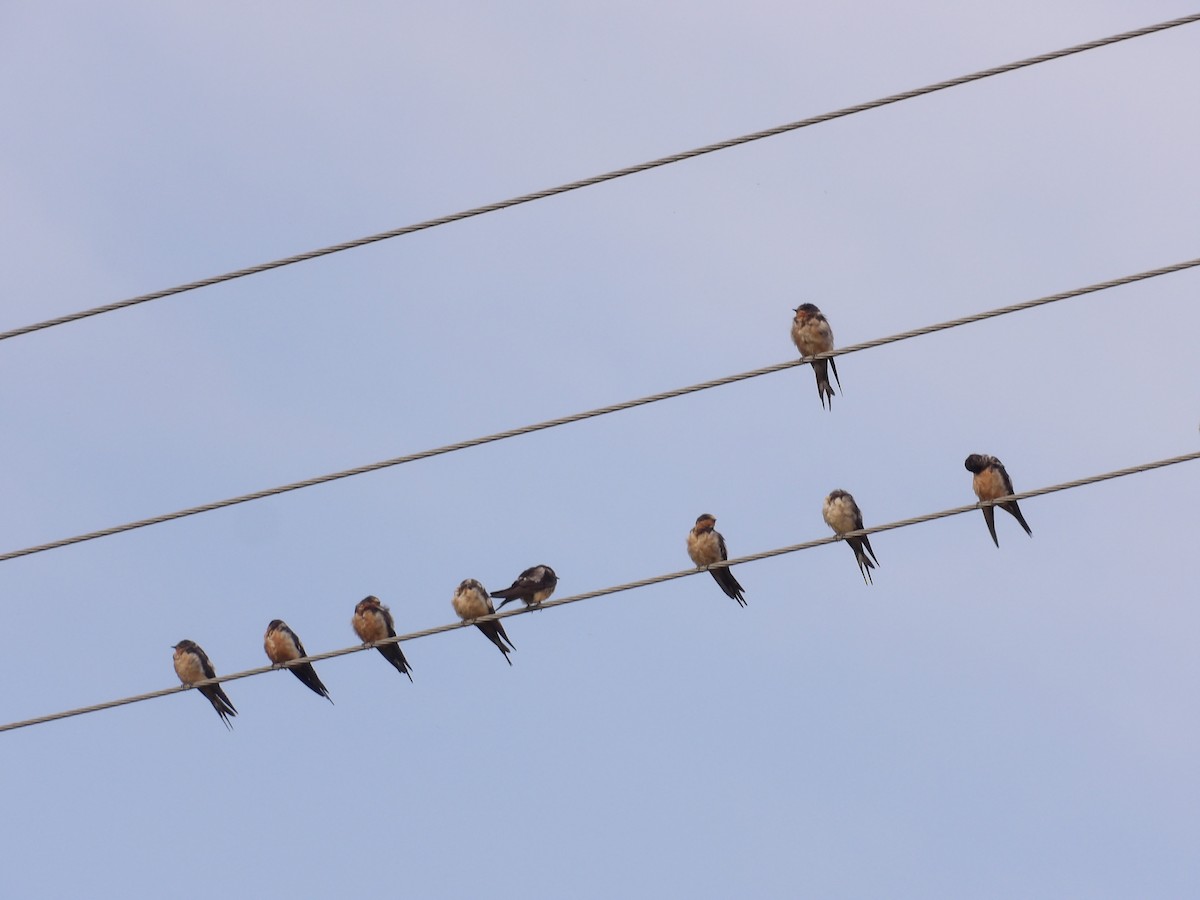 Barn Swallow (American) - ML624167602