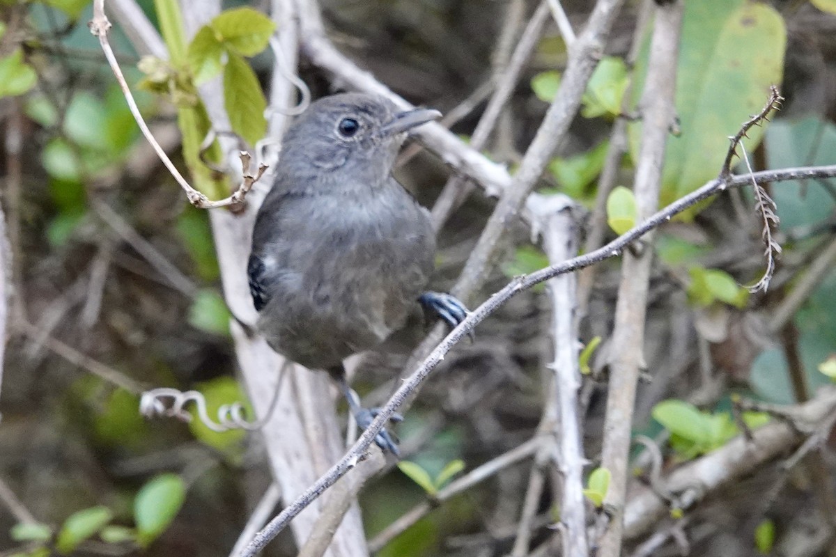 Mato Grosso Antbird - ML624167611