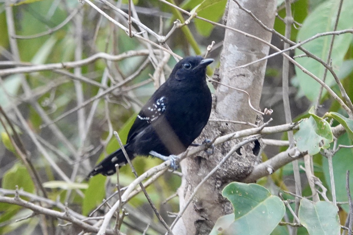 Mato Grosso Antbird - ML624167612