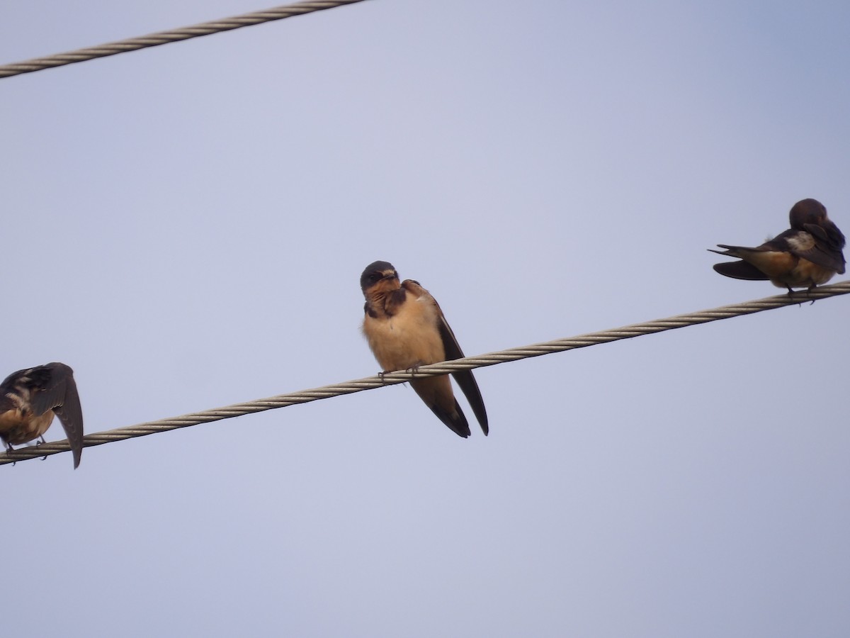 Barn Swallow (American) - ML624167614