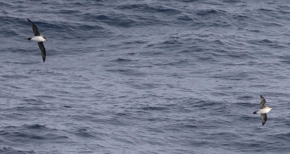 Gray Petrel - ML624167622