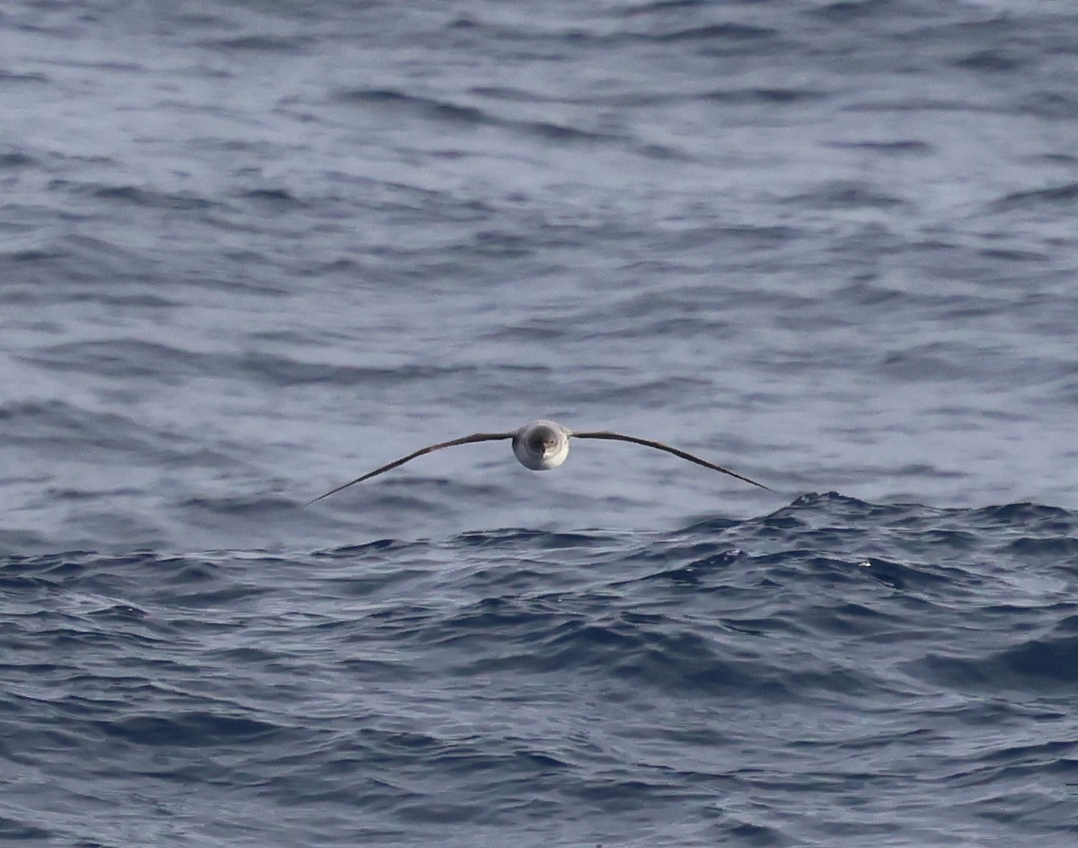 Gray Petrel - ML624167623