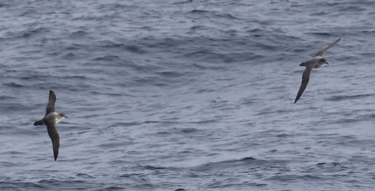 Gray Petrel - ML624167624