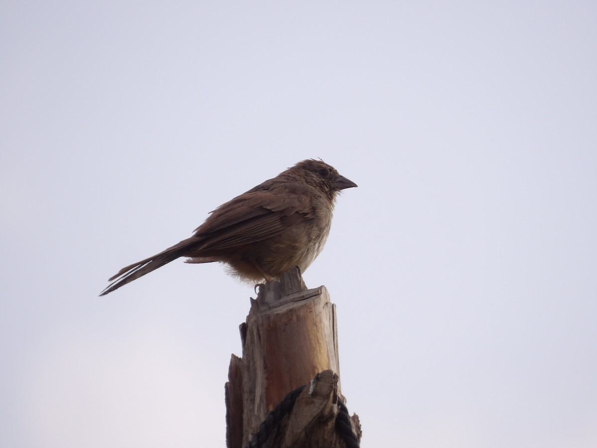 Canyon Towhee - ML624167635