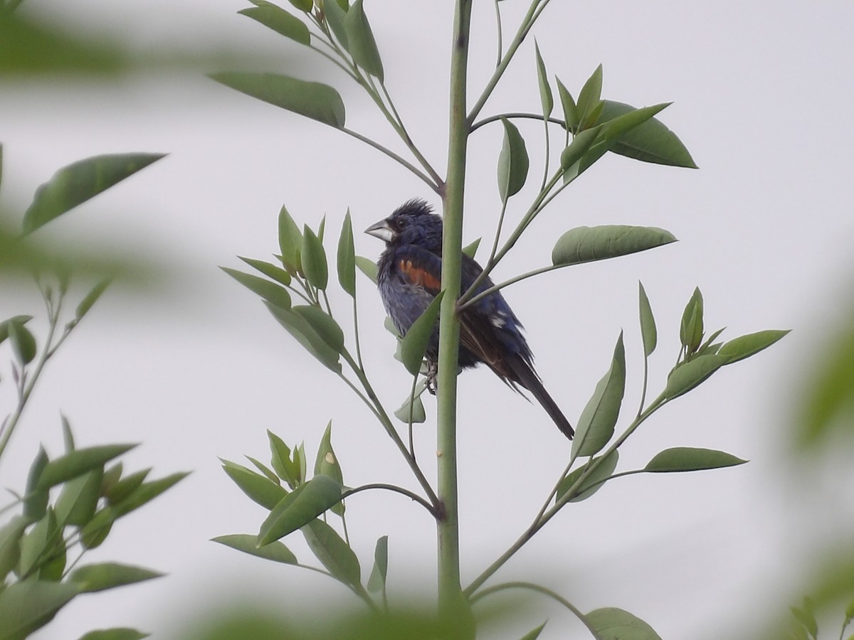 Blue Grosbeak - ML624167661