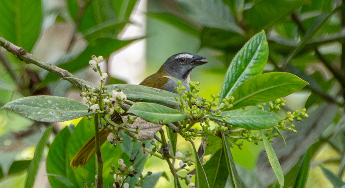 Buff-throated Saltator - ML624167695