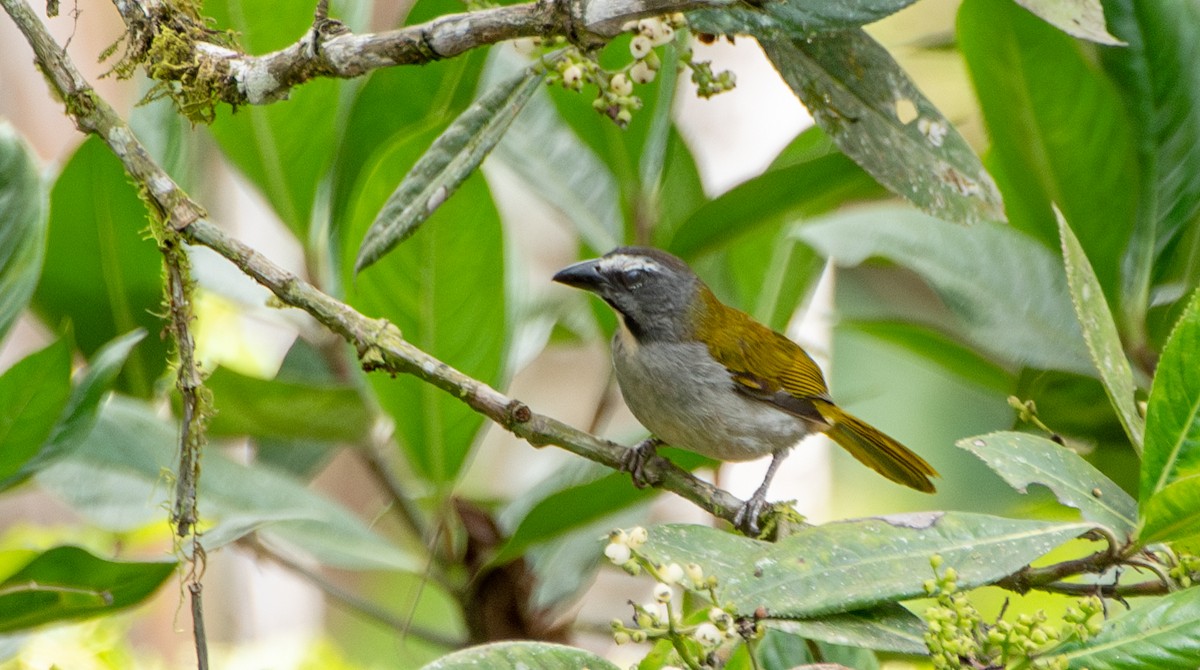 Buff-throated Saltator - ML624167709