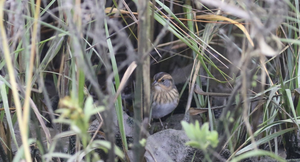 Saltmarsh Sparrow - ML624167710