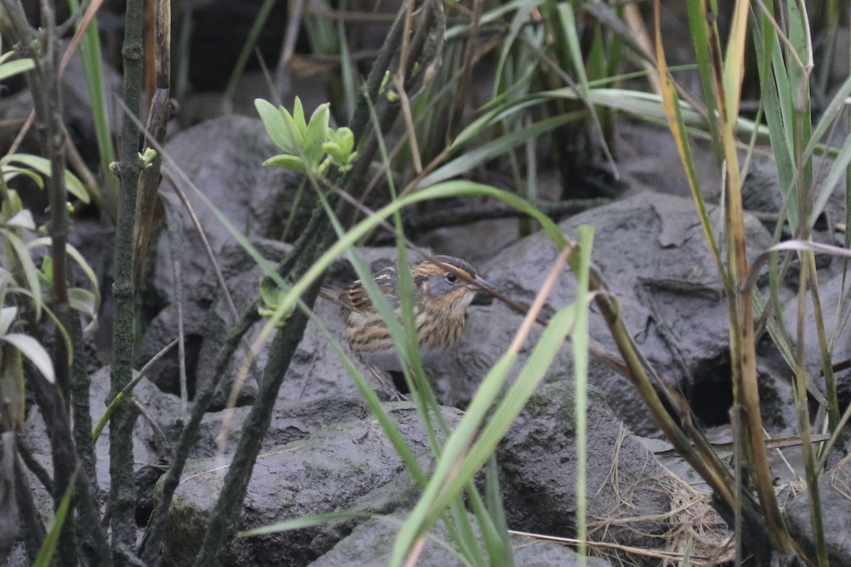 Saltmarsh Sparrow - ML624167711