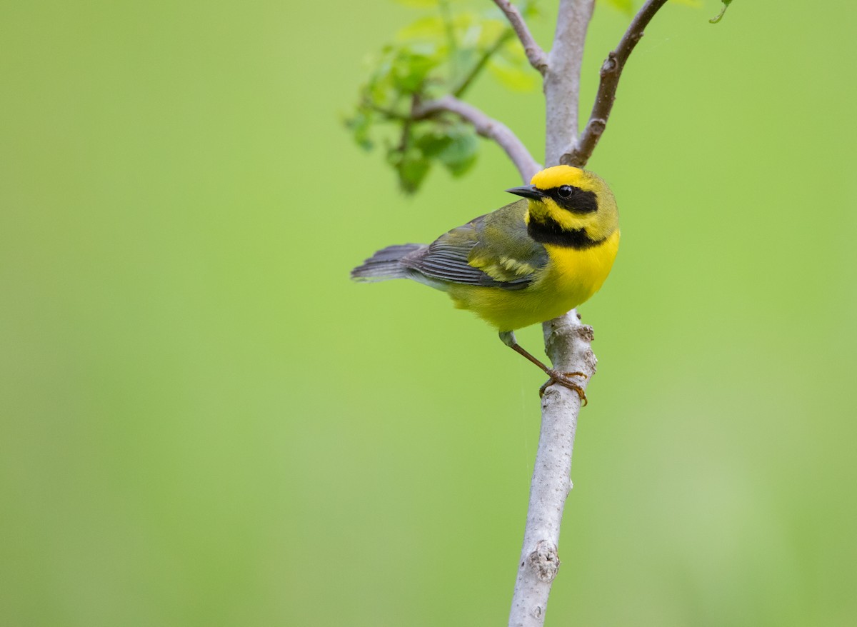 Lawrence's Warbler (hybrid) - ML624167712