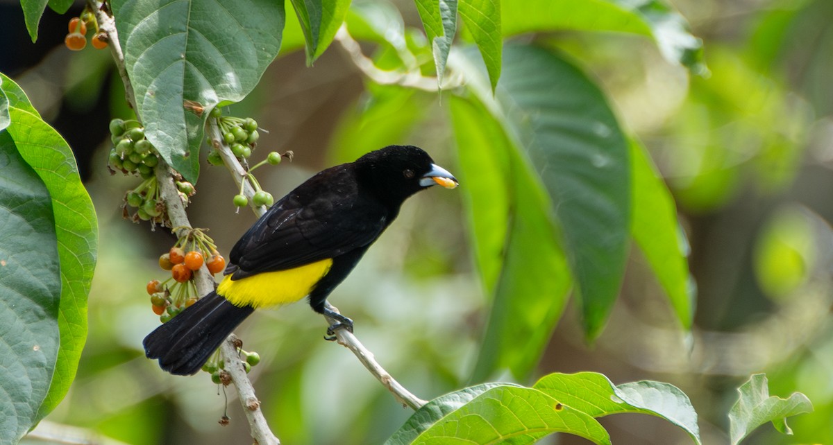 Flame-rumped Tanager - Travis Vance