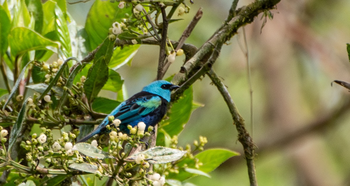 Blue-necked Tanager - ML624167722