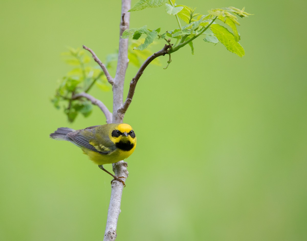 Lawrence's Warbler (hybrid) - ML624167736