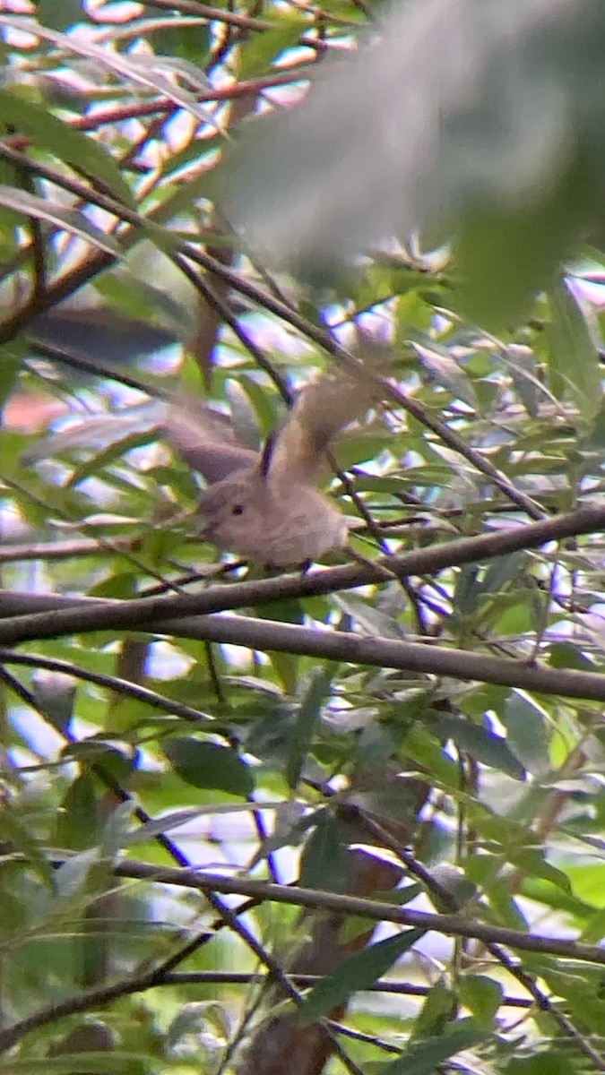 Spotted Flycatcher - ML624167738