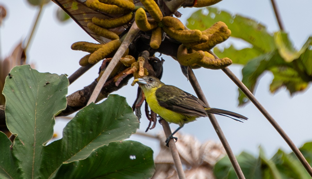 Flame-rumped Tanager - ML624167739