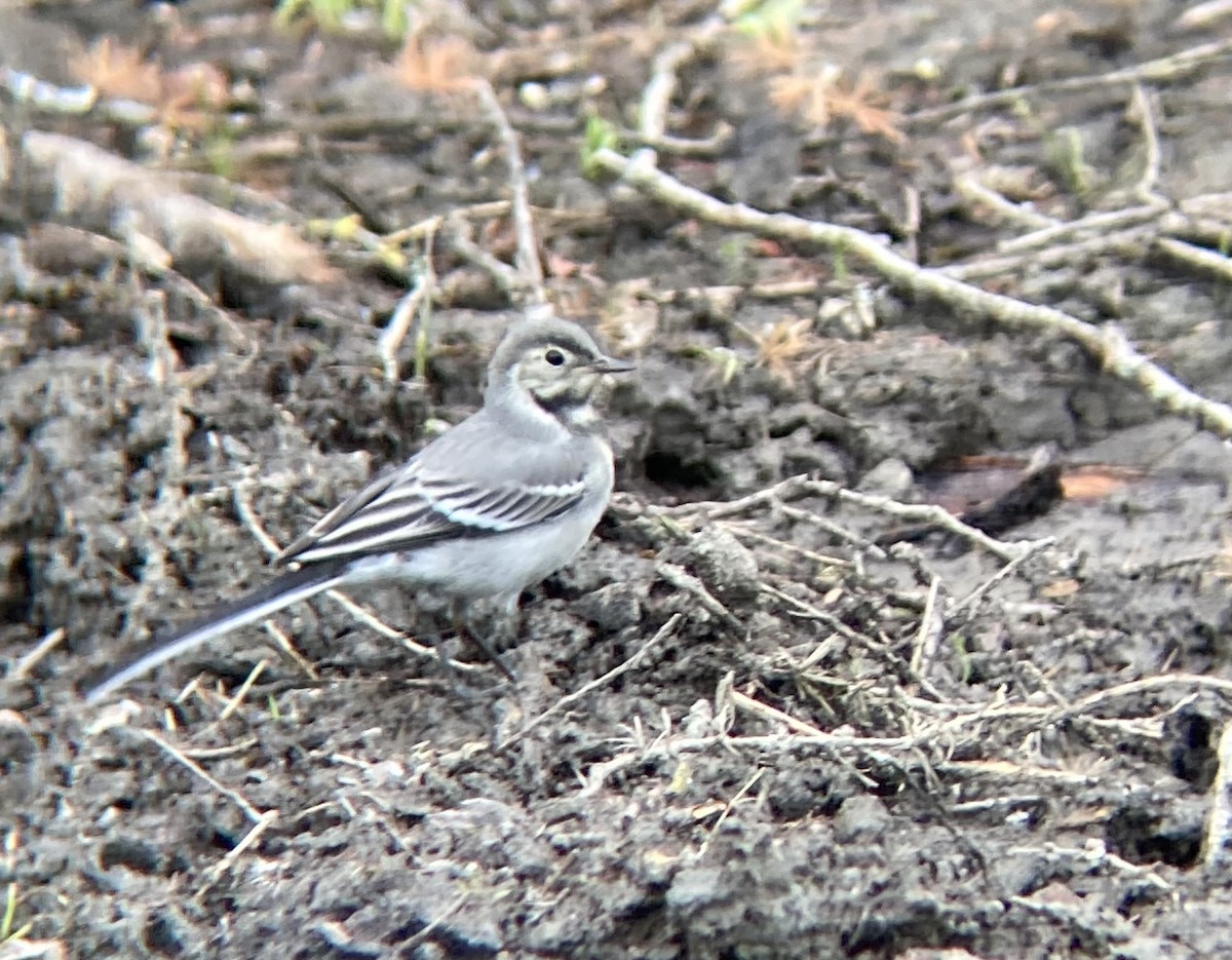 White Wagtail - ML624167740