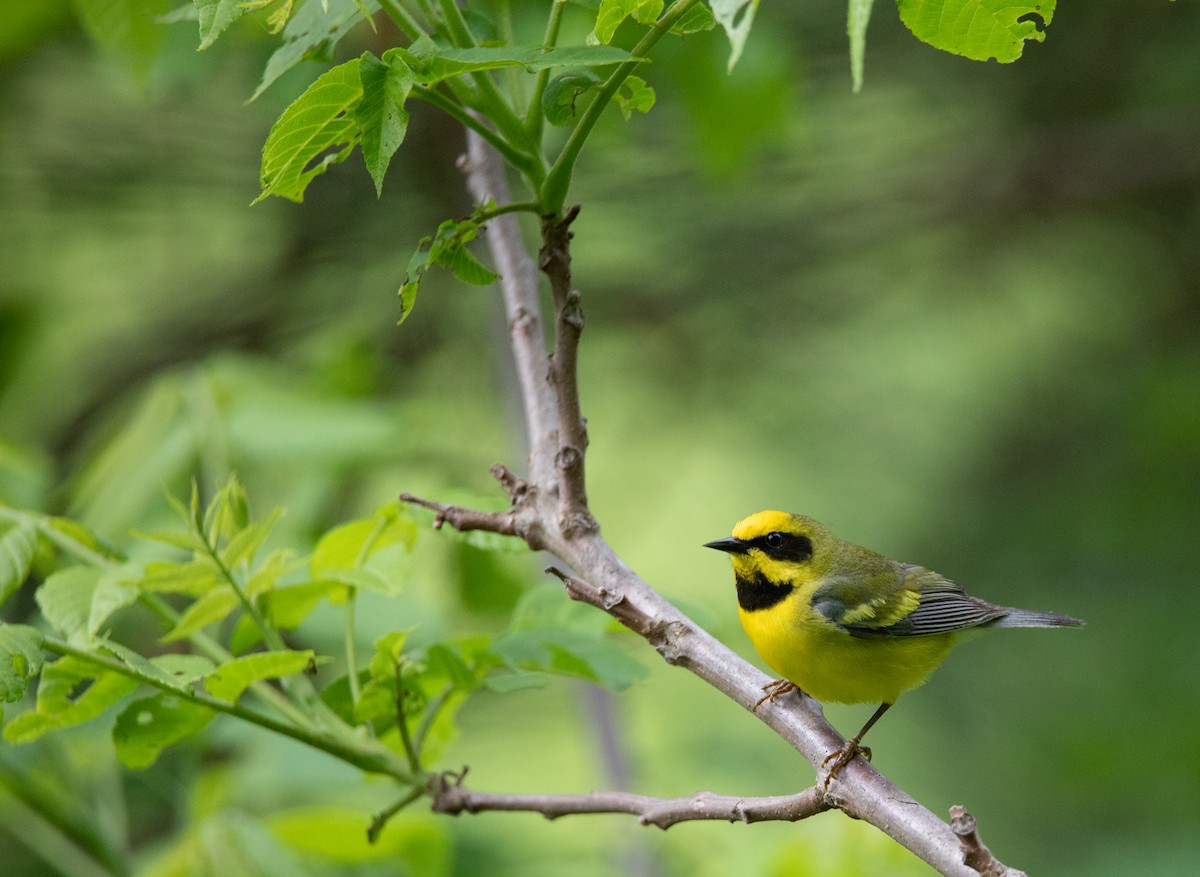 Lawrence's Warbler (hybrid) - ML624167741