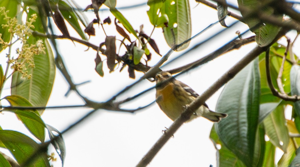 Blackburnian Warbler - ML624167744