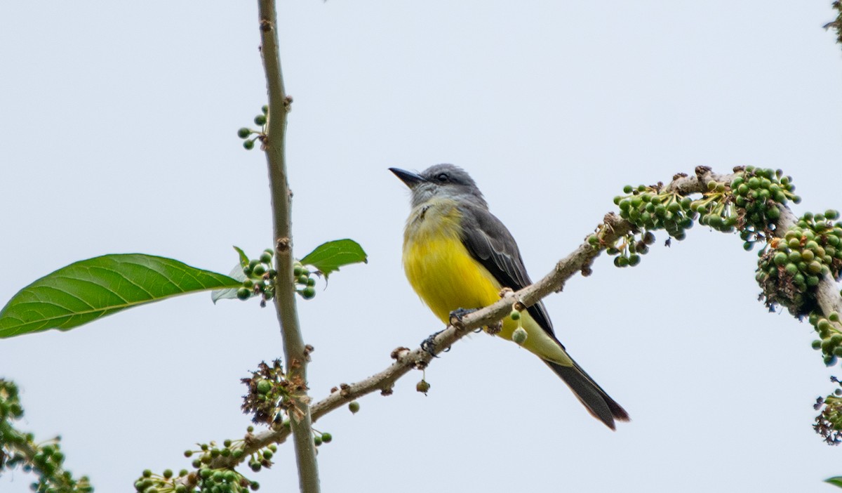 Tropical Kingbird - ML624167759