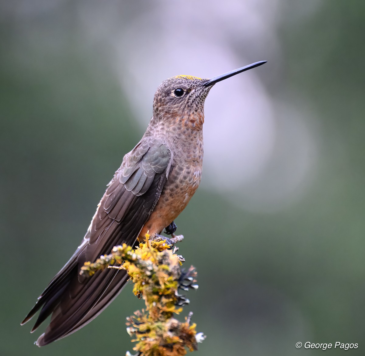 Giant Hummingbird - ML624167760