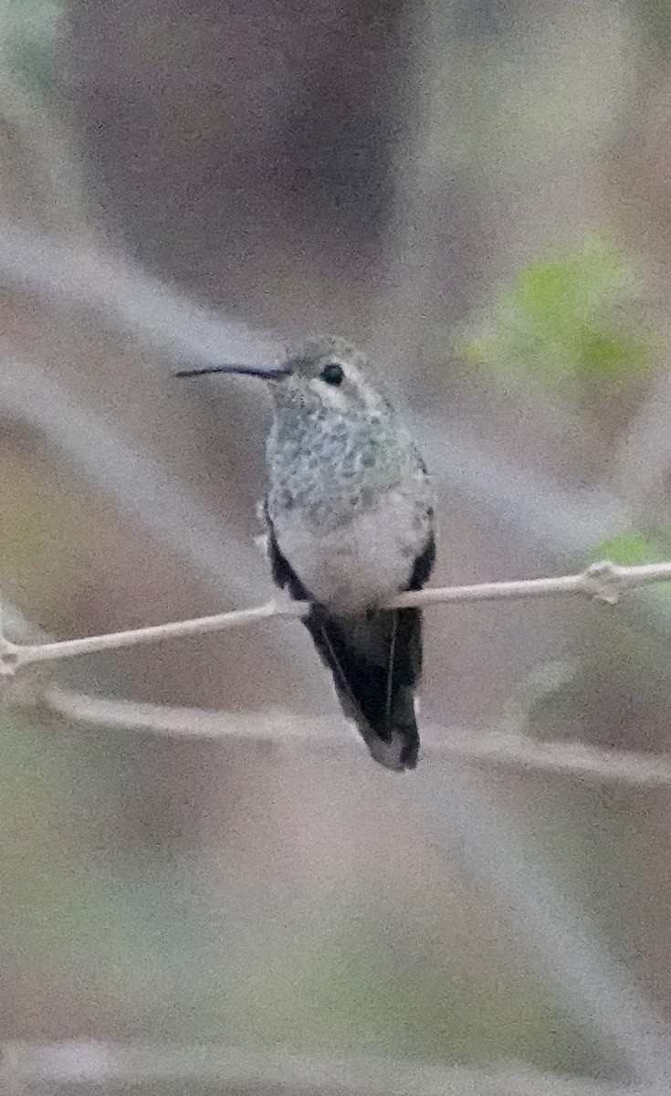 Buff-bellied Hermit - ML624167763