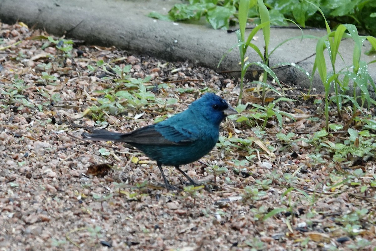 Indigo Bunting - ML624167764