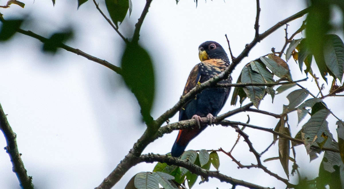 Bronze-winged Parrot - ML624167772