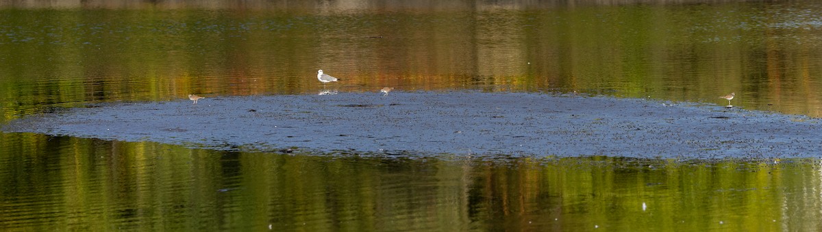 Laughing Gull - Richard  Davis